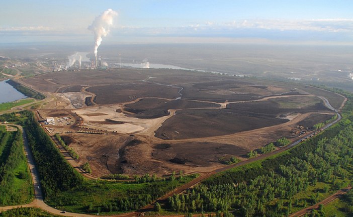 Dandelions found in oilsands tailings could help clean them up: researchers