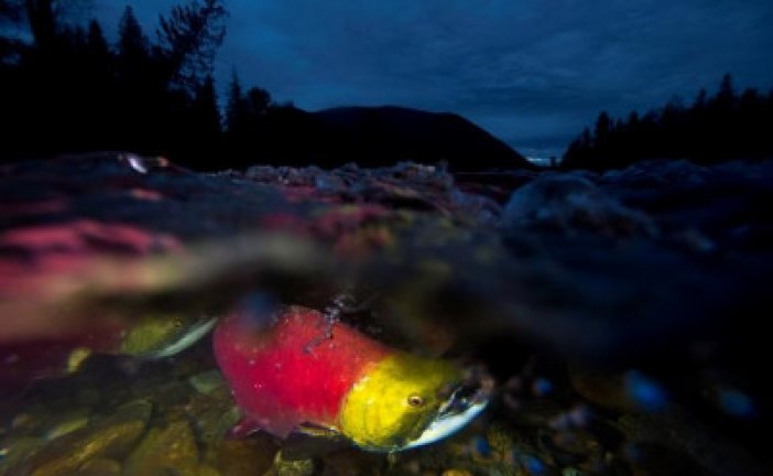 Bitumen spill would harm swimming performance of migrating B.C. salmon: study