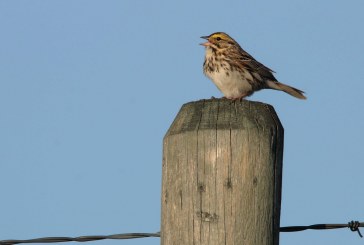 Songbirds on Alberta oilfields are changing their tunes to cope with the noise