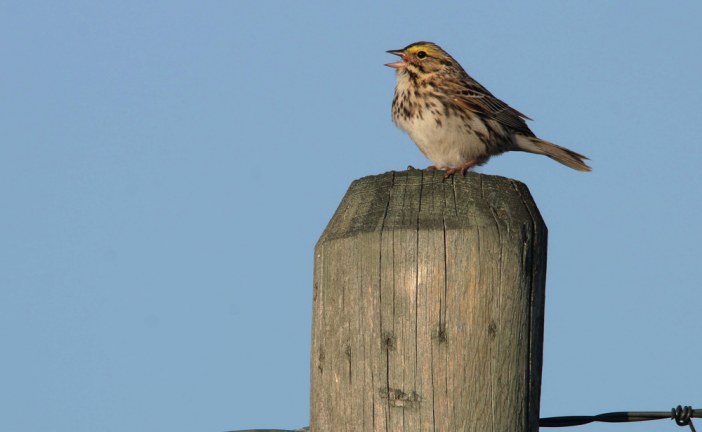 Songbirds on Alberta oilfields are changing their tunes to cope with the noise