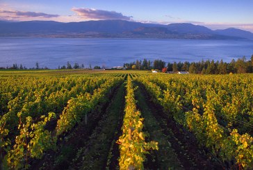B.C. wineries pulled into pipeline spat say they understand Alberta’s frustration, look to tap overseas markets