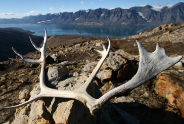 As caribou herds dwindle, policies to protect them threaten northern way of life