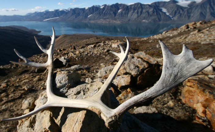 As caribou herds dwindle, policies to protect them threaten northern way of life