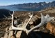 As caribou herds dwindle, policies to protect them threaten northern way of life