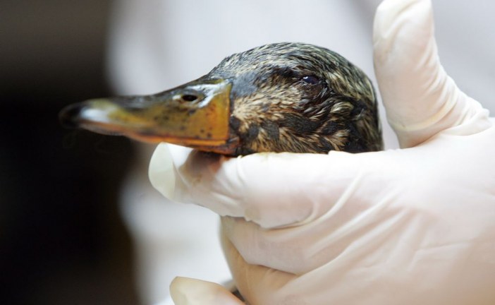 Yedlin: Pembina Institute misfires targeting Syncrude duck deaths
