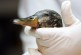 Yedlin: Pembina Institute misfires targeting Syncrude duck deaths