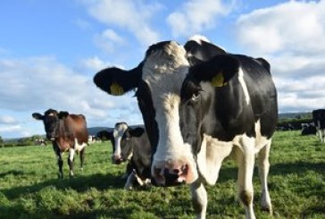 Canadian cleantech startups turning biogas sludge into fertilizer