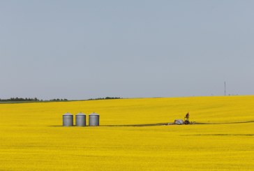 As China spat hits hard, Canada’s canola exporters see alternatives in EU biofuel industry