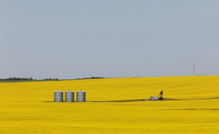 As China spat hits hard, Canada’s canola exporters see alternatives in EU biofuel industry