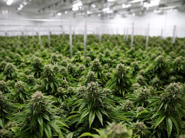 Health Canada numbers have so far shown that cannabis inventory is far outstripping sales figures by a remarkable margin.