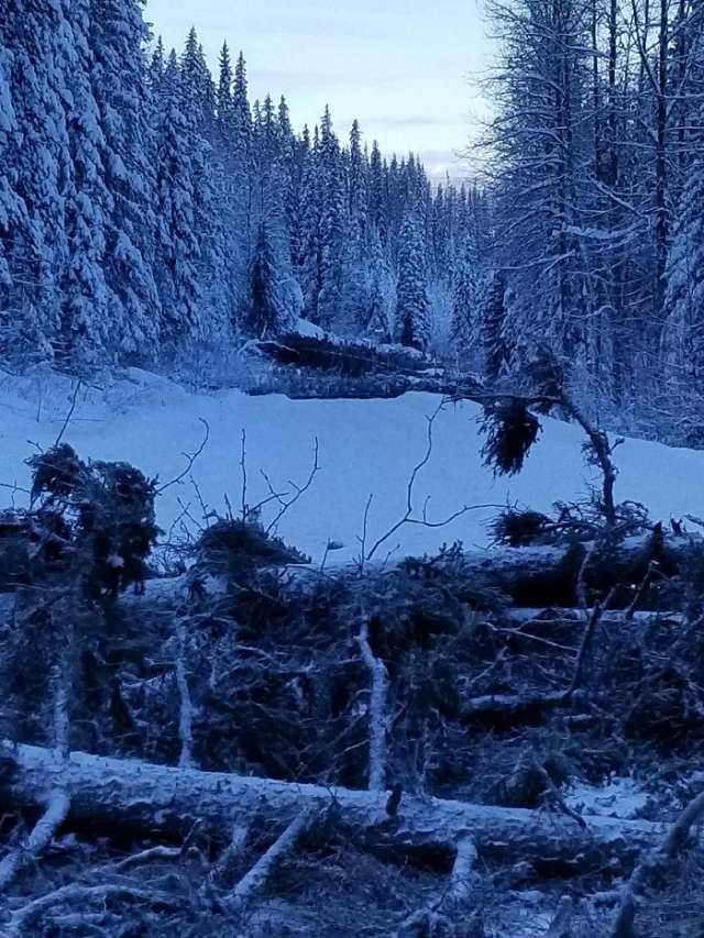 Fallen trees across a roadway are shown in this photo from the RCMP.