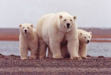 ​Oil industry technology raises fears about crushed polar bear cubs