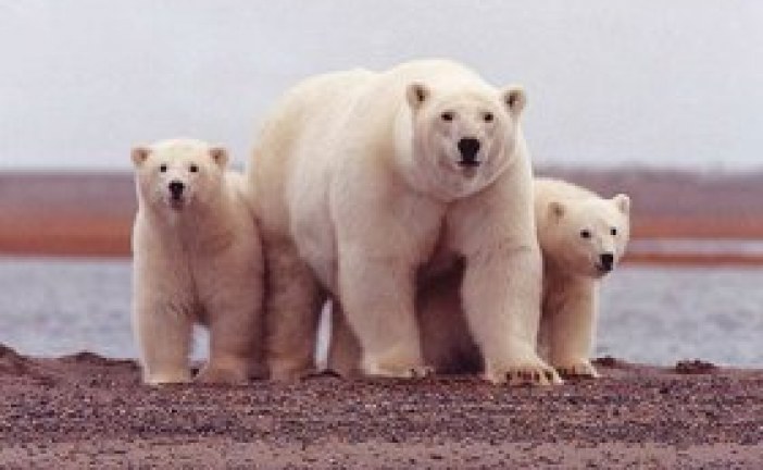 ​Oil industry technology raises fears about crushed polar bear cubs