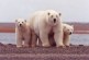 ​Oil industry technology raises fears about crushed polar bear cubs