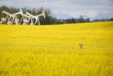Canadian farmers have spring in their step from strongest commodity prices in years