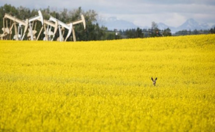 Canadian farmers have spring in their step from strongest commodity prices in years