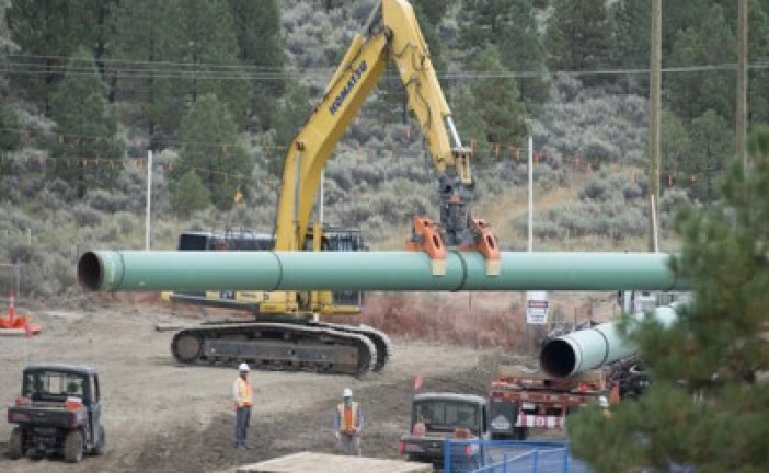 Energy regulator orders Trans Mountain to stop tree clearing work on project