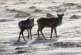B.C. subsidizes energy drilling on caribou habitat it promised to protect, study says