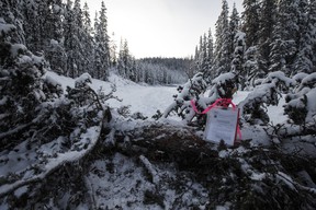 In this file photo, a notice to clear the road from RCMP sits in a tree fell blocking access to Gidimt’en checkpoint near Houston B.C., in January 2020.