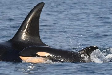 Researchers say new J-pod calf is a girl for southern resident orca population