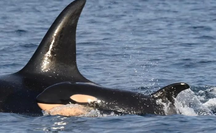Researchers say new J-pod calf is a girl for southern resident orca population