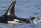 Researchers say new J-pod calf is a girl for southern resident orca population