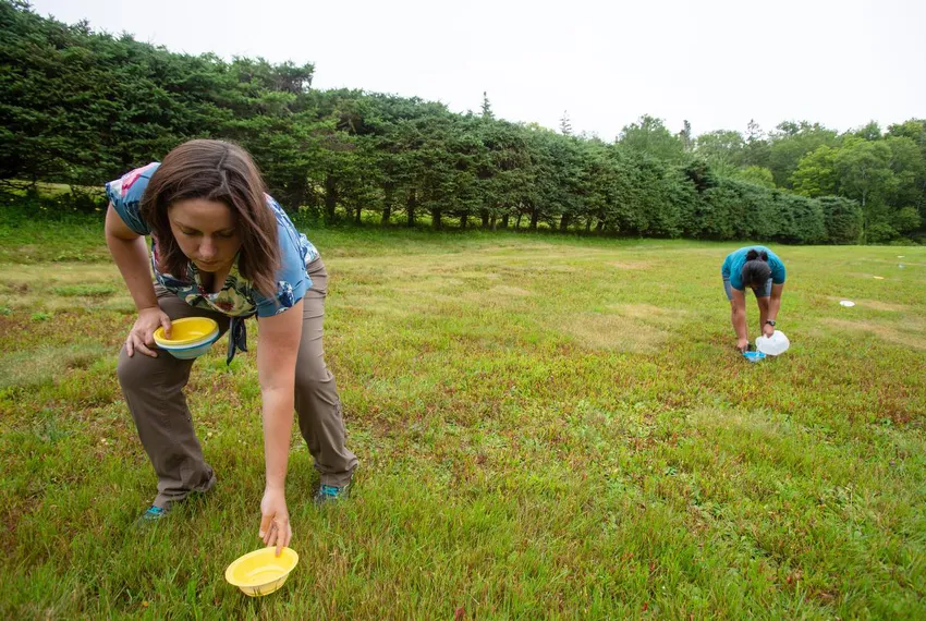 Cape Breton University researcher Alana Pindar, left, and student Anna Fenton plant bowls to trap bees in what used to be Mabel Bell's garden at Beinn Bhreagh in Baddeck, N.S., July 22, 2022. The bowls are meant to lure the bee population, to be estimated and compared with a re-created garden at the nearby Bell museum.