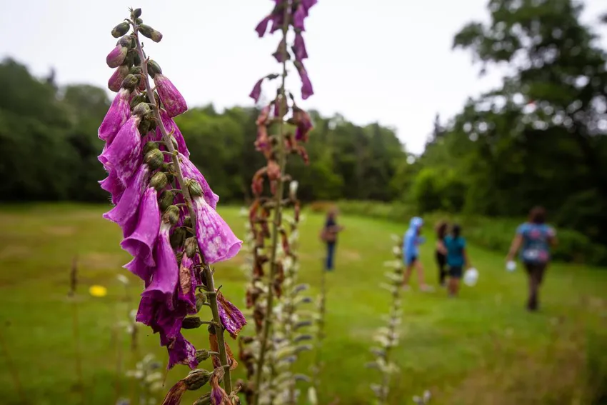 Cape Breton University researcher Alana Pindar and student Anna Fenton walk through what used to be Mabel Bell's garden at Beinn Bhreagh in Baddeck, N.S., July 22, 2022. Mabel Bell surrounded her garden with a planted wind break on one side to provide shelter for bees, and a hedge of wild flowers on the other.