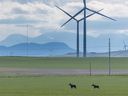 A pair of moose stand in a field near a wind farm east of Pincher Creek.