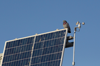 A pigeon exploits the upper edge of a solar panel at Saint Kateri Catholic School in Grande Prairie as a perch. The bird, like the panel beneath it was trying to soak up some of the sun’s rays 