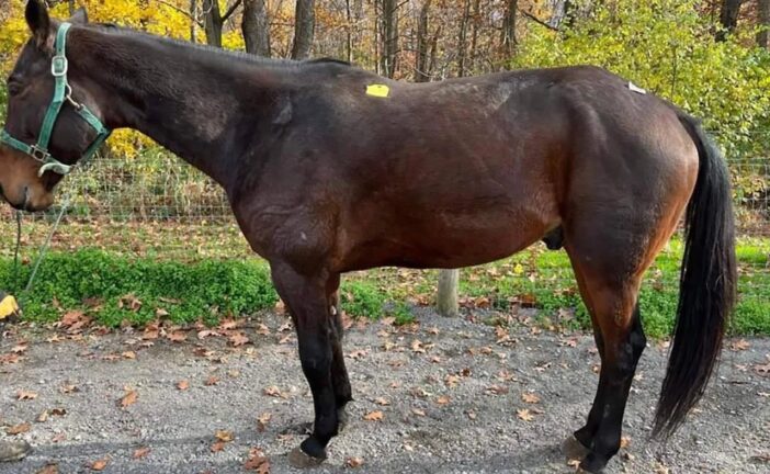 P.E.I. woman scrambles to save beloved horse from slaughterhouse