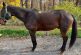 P.E.I. woman scrambles to save beloved horse from slaughterhouse