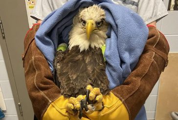 Prince Edward Island bald eagle receives rare surgery, heads to new home in Halifax