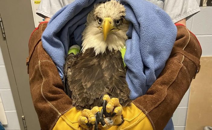 Prince Edward Island bald eagle receives rare surgery, heads to new home in Halifax