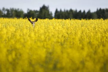 Unstable funding threatens ‘zombie deer’ research in the Prairies