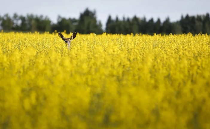 Unstable funding threatens ‘zombie deer’ research in the Prairies