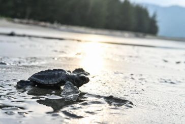 Sunwing is touting Earth Day beach vacations. Here’s what environmentalists think