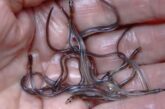 Federal government extends closure of baby eel fishery in the Maritimes