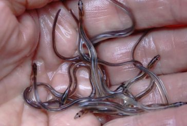 Federal government extends closure of baby eel fishery in the Maritimes