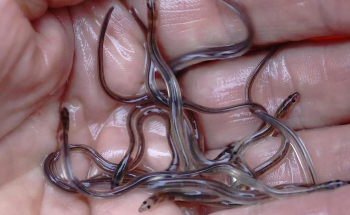 Federal government extends closure of baby eel fishery in the Maritimes