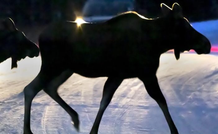 RCMP in Alberta believe motorcycle rider died after colliding with moose