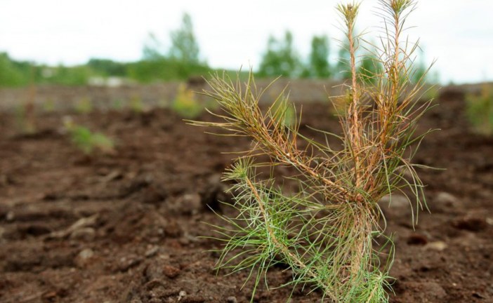 Canada’s Oil and Gas Industry Doing its Part to Re-Forest the Country