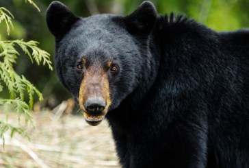 Two hikers fight off bear attack near Sudbury