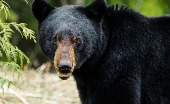Two hikers fight off bear attack near Sudbury