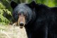 Two hikers fight off bear attack near Sudbury