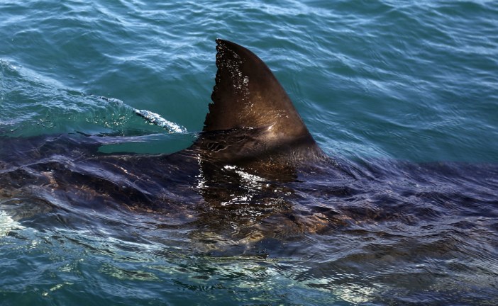 Threatened sharks, rays still major part of global fin trade, Canadian study finds